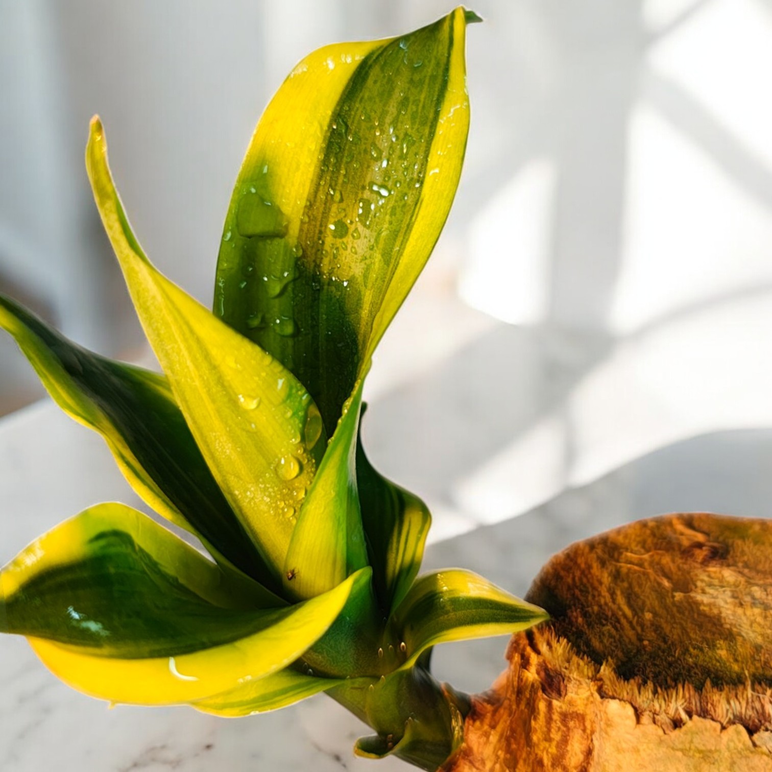 Brazilian Wood Live Plant (Dracaena Fragrans)